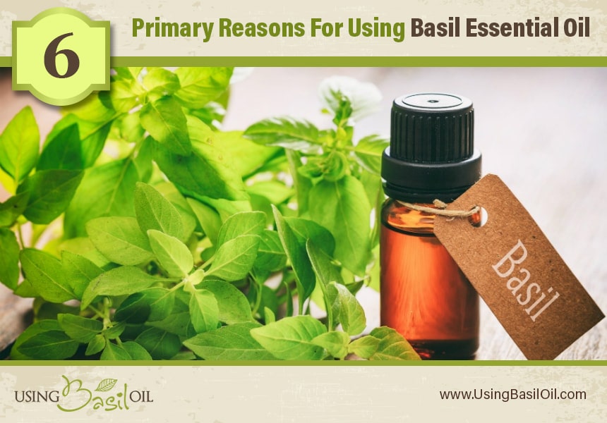 what is basil essential oil used for